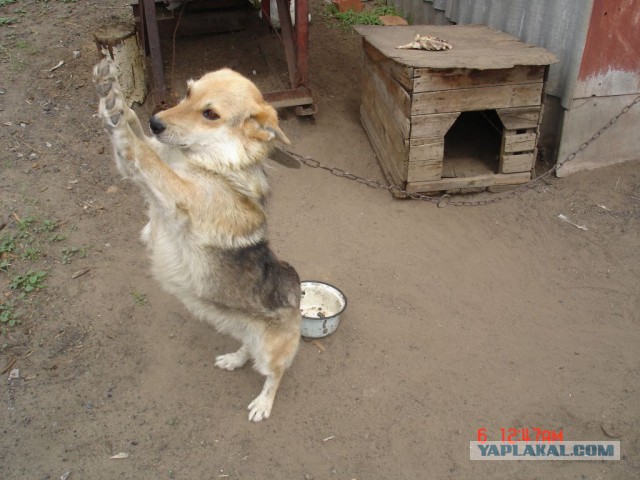Загадки русских собачьих кличек