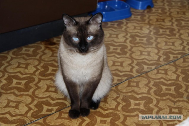 Котовторник 9.12.2014