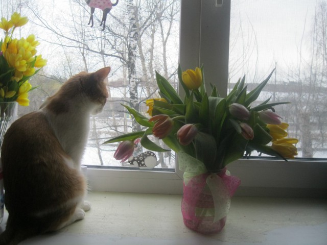 Котовоскресенье