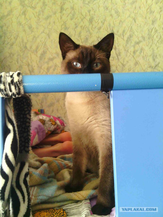 Котовторник 28.04.2015
