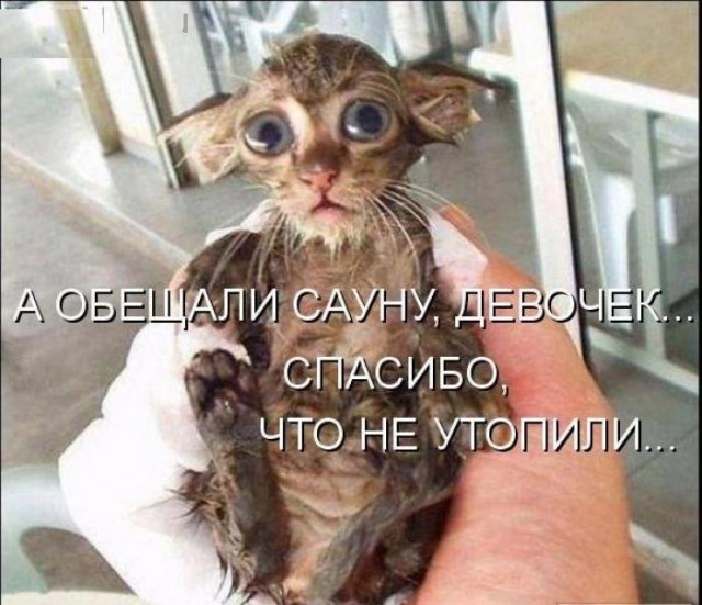 Мокрые киски.