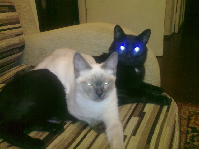 Кот-террорист