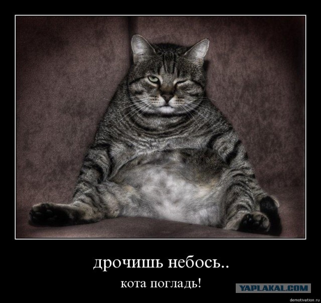 Всё ли нормально  с котом? нужен совет