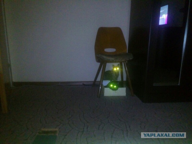 Котовторник 26.01.2016