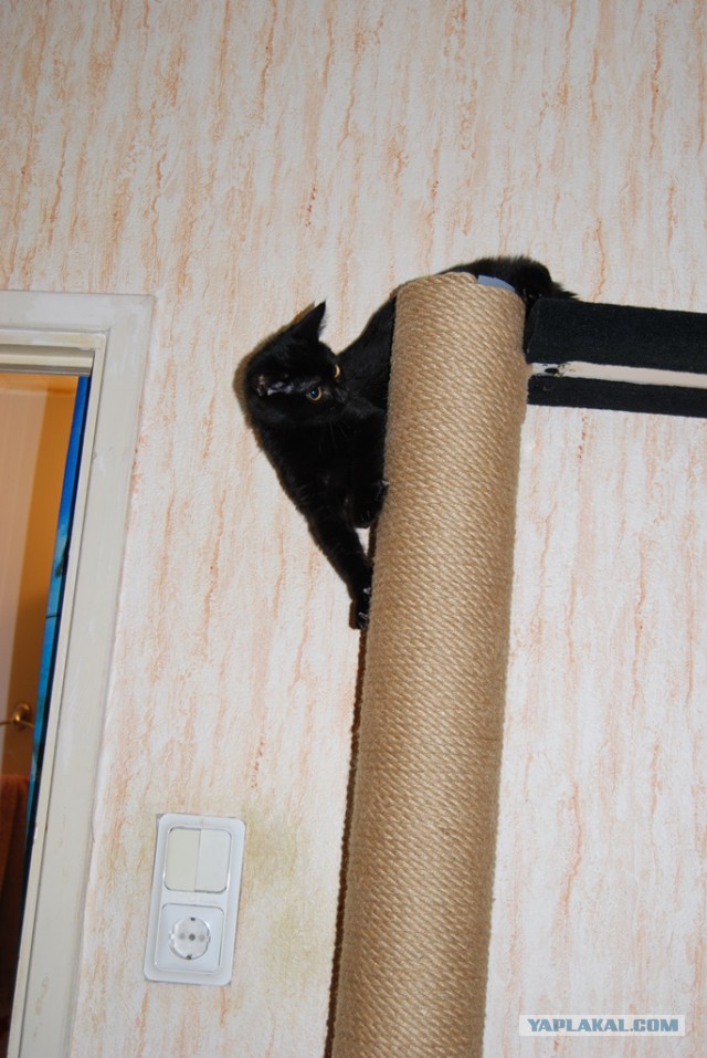 Тренажер для кота