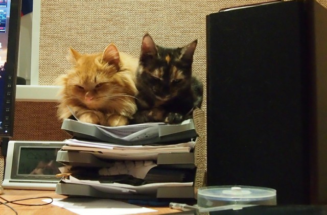 Не хочу убирать за котиком