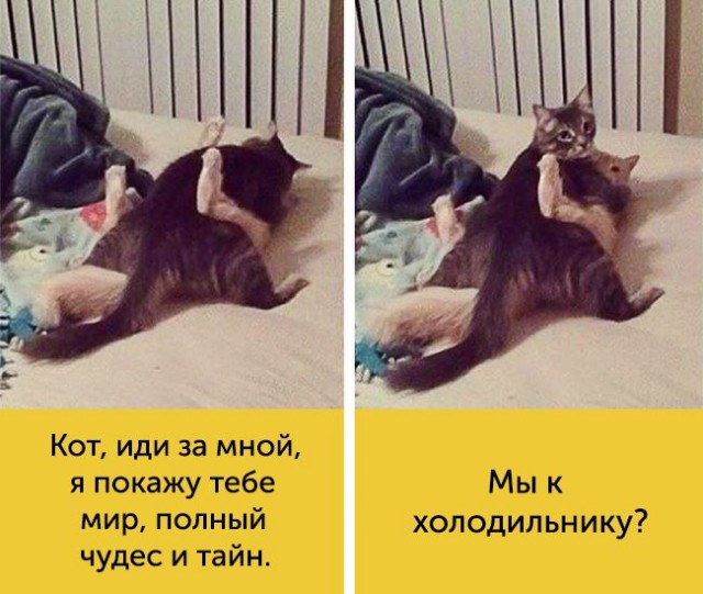 15 котов, мимике которых можно только позавидовать