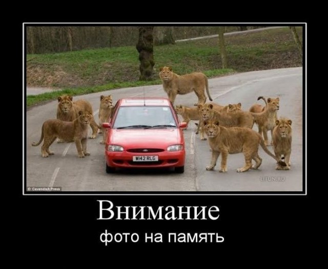 Демы к котовторнику!