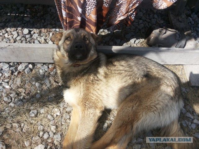 Второе спасение Жопика