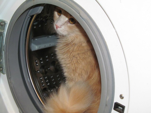 Кот и стиральная машинка