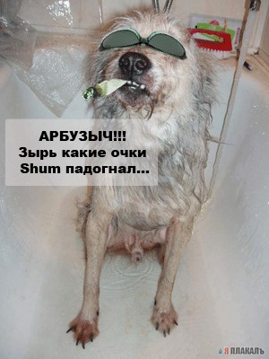 Как заставить мужа выгулять собаку