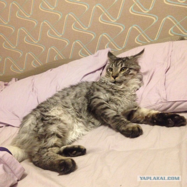 Мы пришли к вам из древних легенд. Мейн-куны