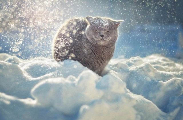 Коты из сети