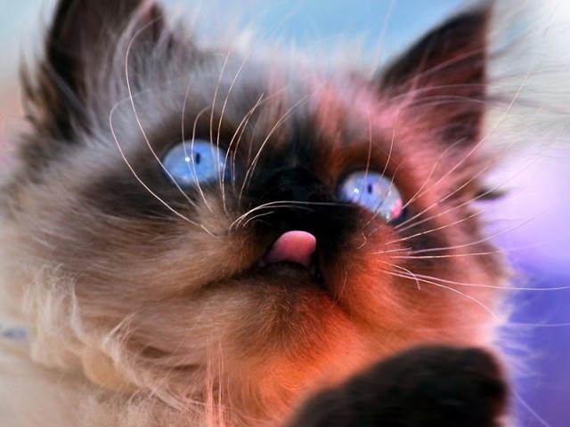 Коты из сети