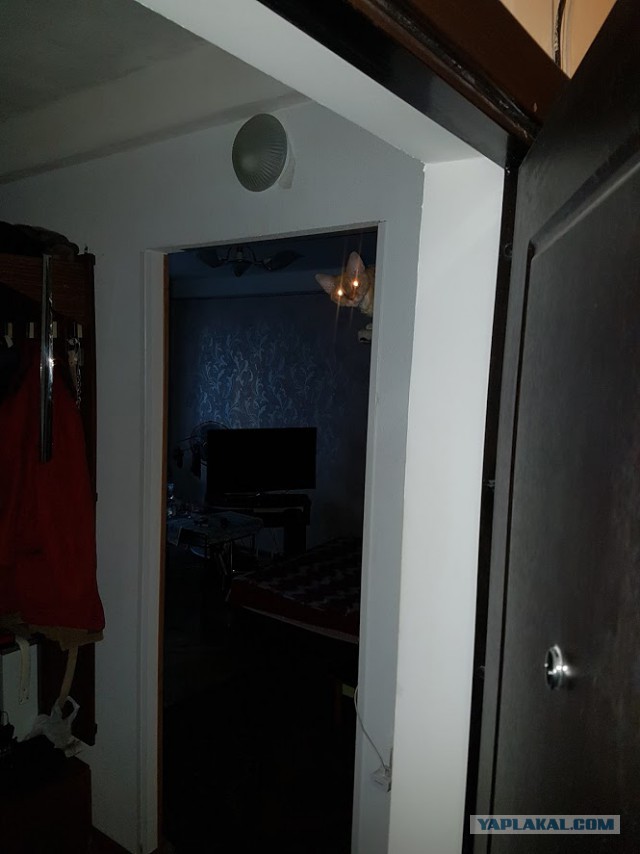 Котовторник 27.12.2016