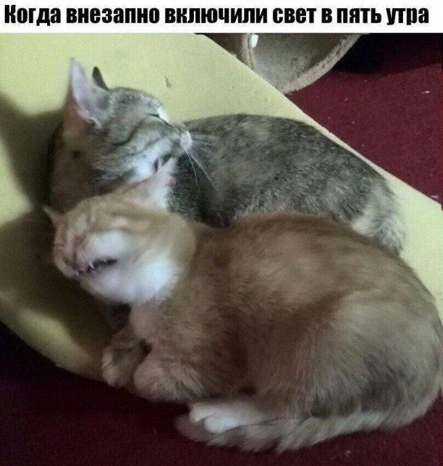 Коты из сети