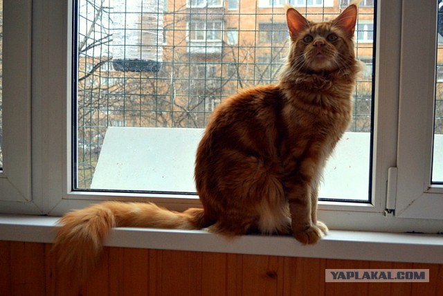 Джокер и его семья
