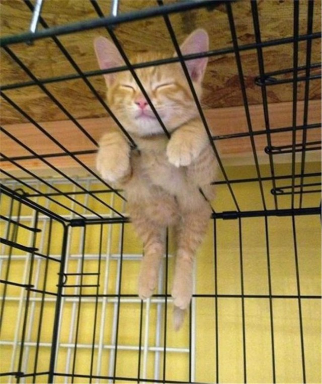 Коты и Кошки