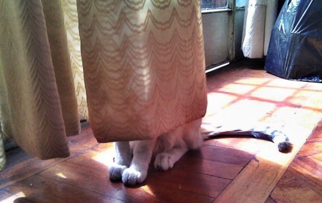 Коты и Кошки