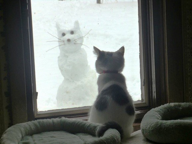 Коты и Кошки