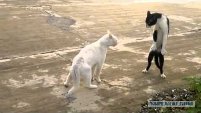 Боевые коты атакуют!