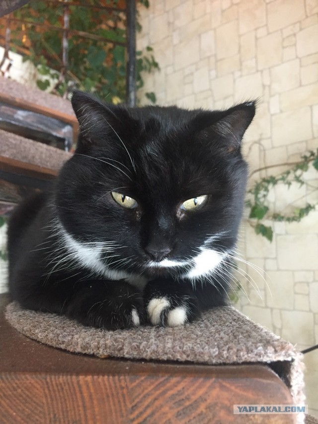 Котовторник 07.11.2017