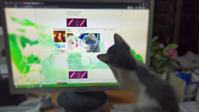 Коты и Кошки