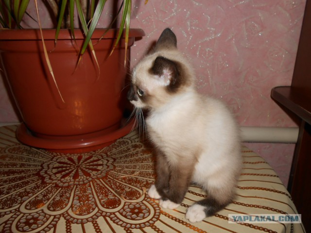 Котовторник 28.11.2017