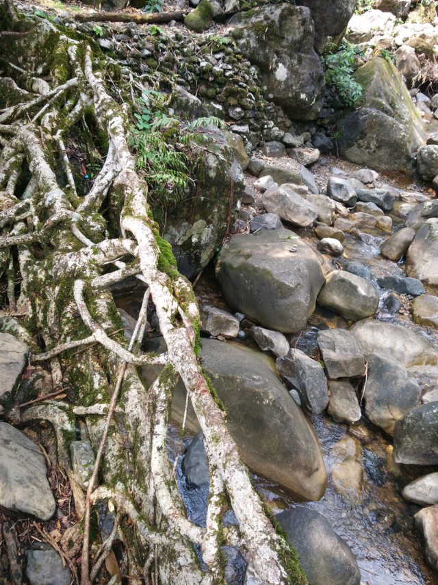 К живым мостам и обратно. Заметки из Индии