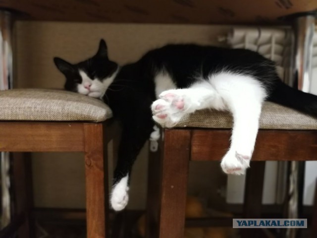 Котовторник