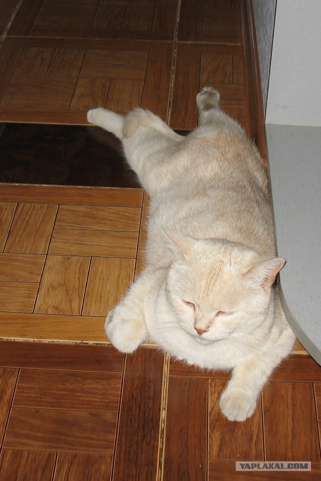 Котовторник же, уже!