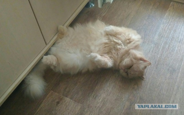 Котовторник 07.08.2018