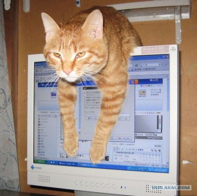 Котовторник объявляется открытым!