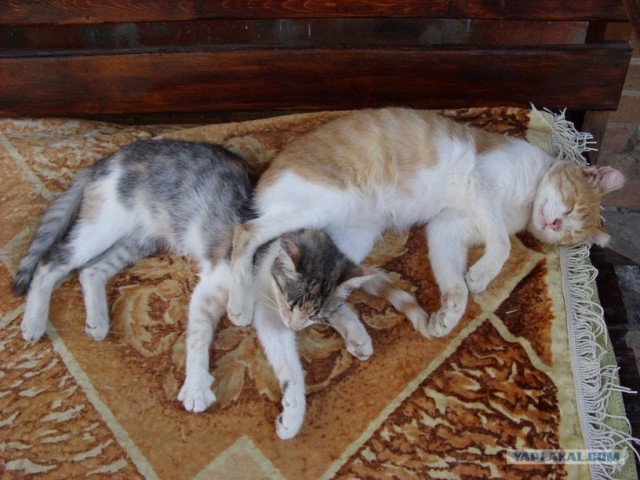 Котовторник  28.08.12