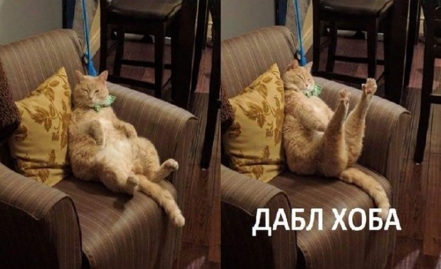 35 отборных смешнявок, от просмотра которых вам точно станет лучше