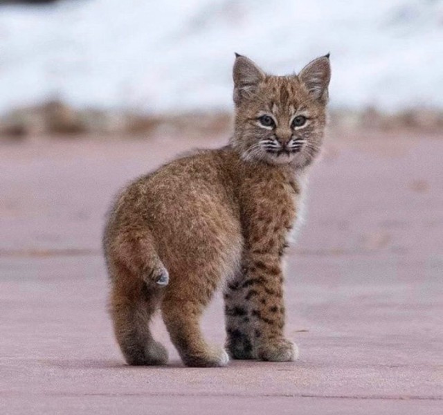 Дикий котовторник 14.01.20