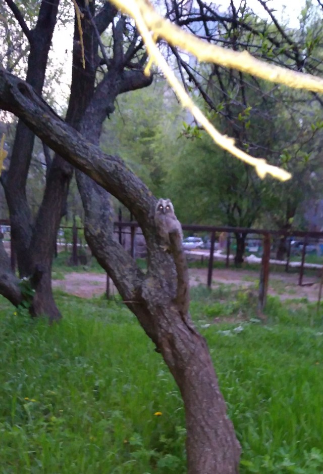 Природа очистилась настолько, что в Минск стали возвращаться совы!