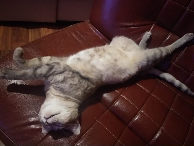Котовторник. Добавляйте своих