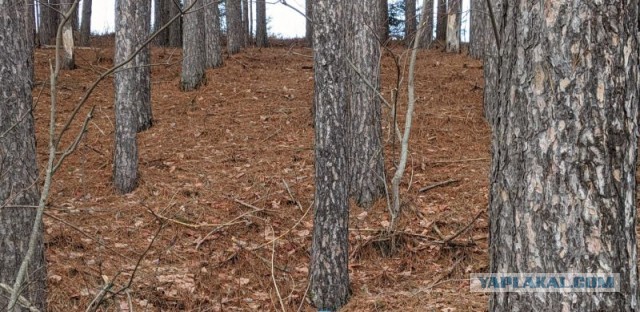 Чага - берёзовый гриб