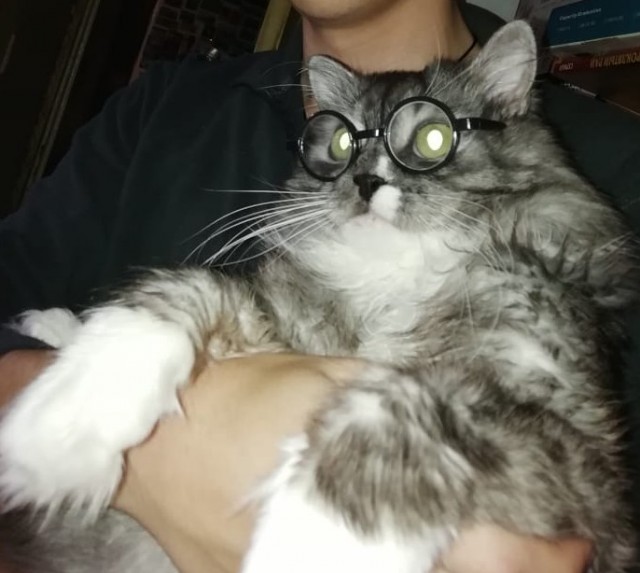 Кот Василий