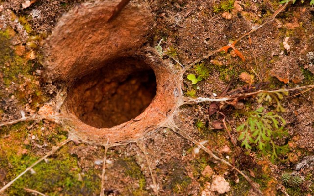 Подземный город термитов размером с Великобританию, гниющий «кратер» с яйцами и другие невероятные постройки животных