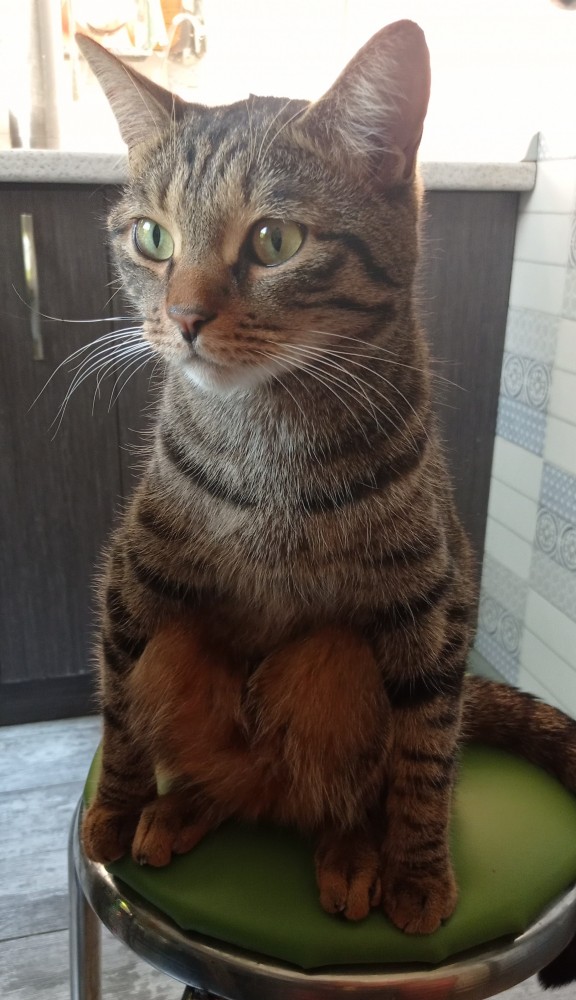 Разные котики