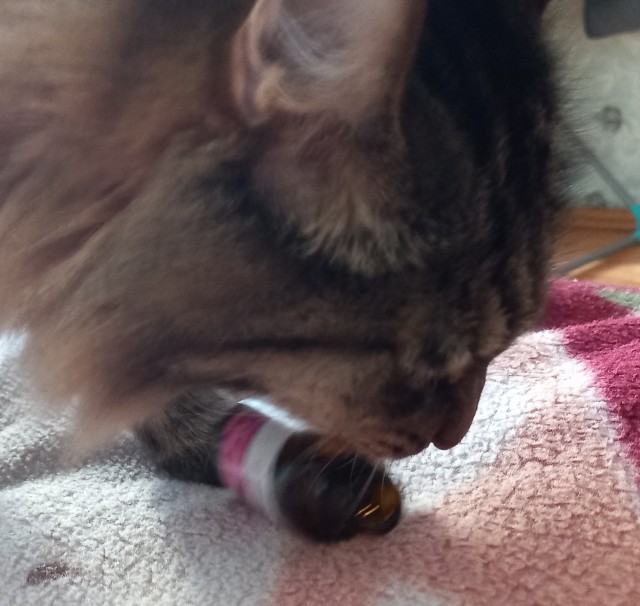 Котовторник 28.09.21