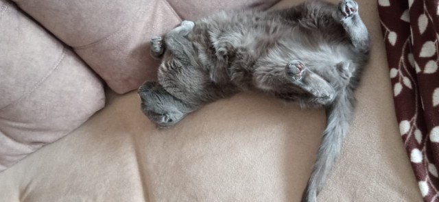 А ваши котейки че счас делают?
