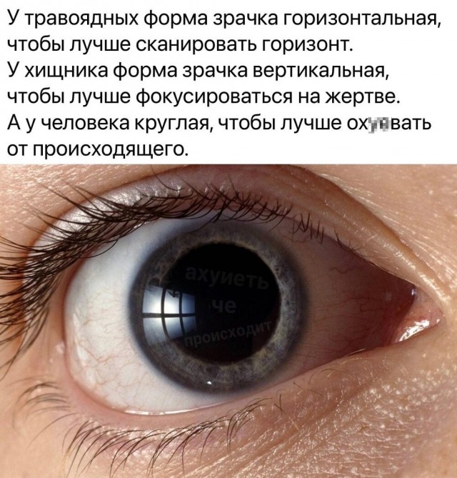 Юмор в картинках и без 19.10.2022