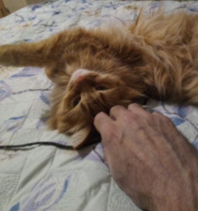 Без кота жизнь не та