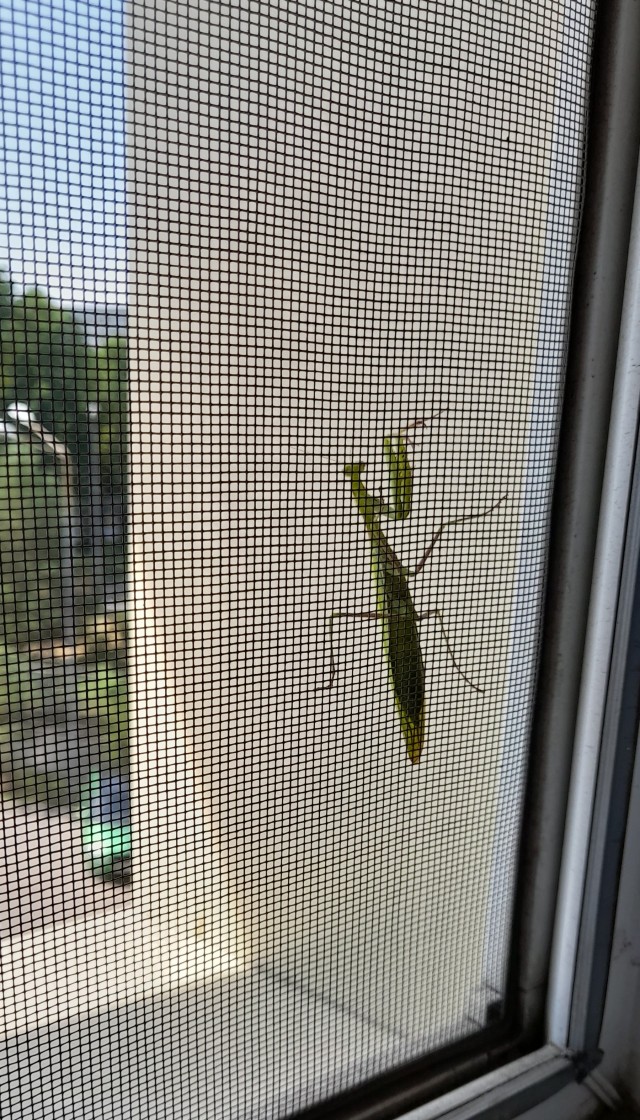 Вот такую тварь вчера обнаружил на окне