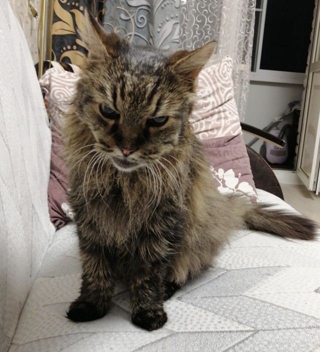Котовторник! 16+ Коллеги-рабы, отмечаемся, у кого хозяину много лет!