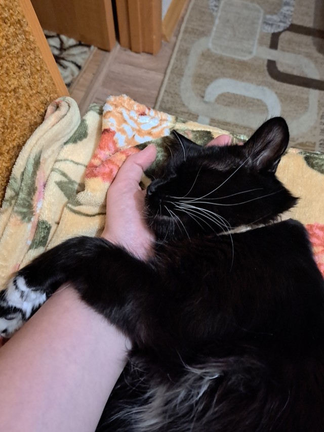 Котячьи нежности