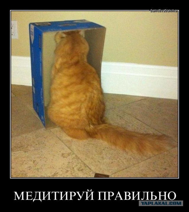 Все котики делают это